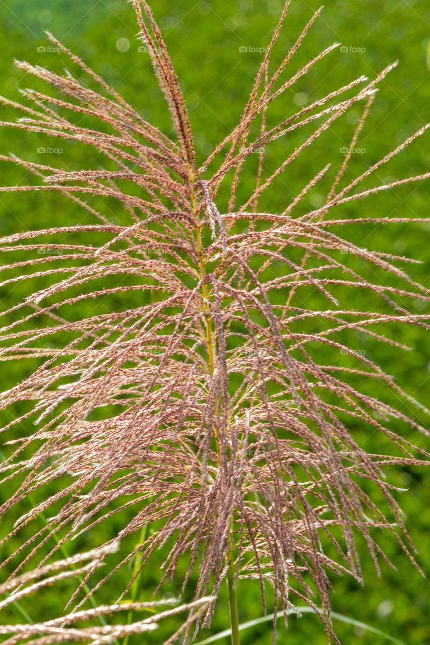 Miscanthus sinensis, the eulalia or Chinese silver grass, is a species of flowering plant in the grass family Poaceae