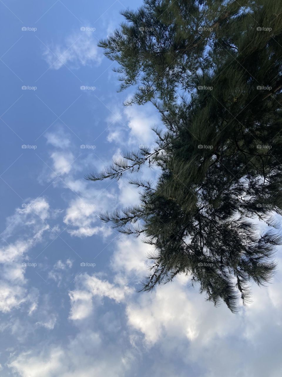 Blue sky with plant 