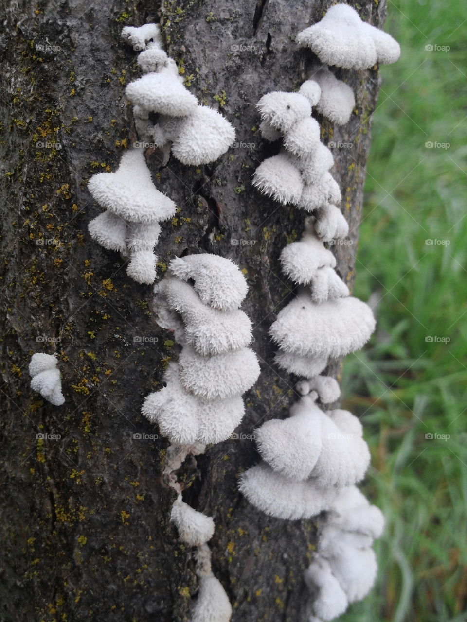 Fungus among us!