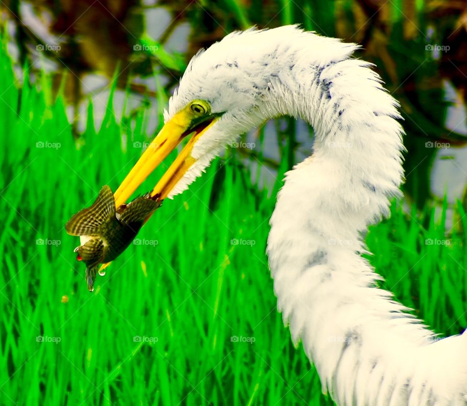 Wet tired but success