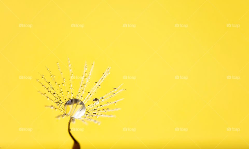 minimal dandelion in front of yellow background