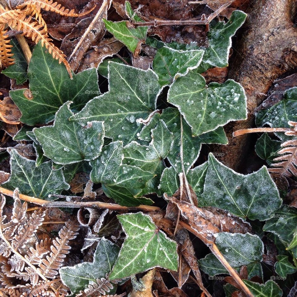 Frost covered ivy