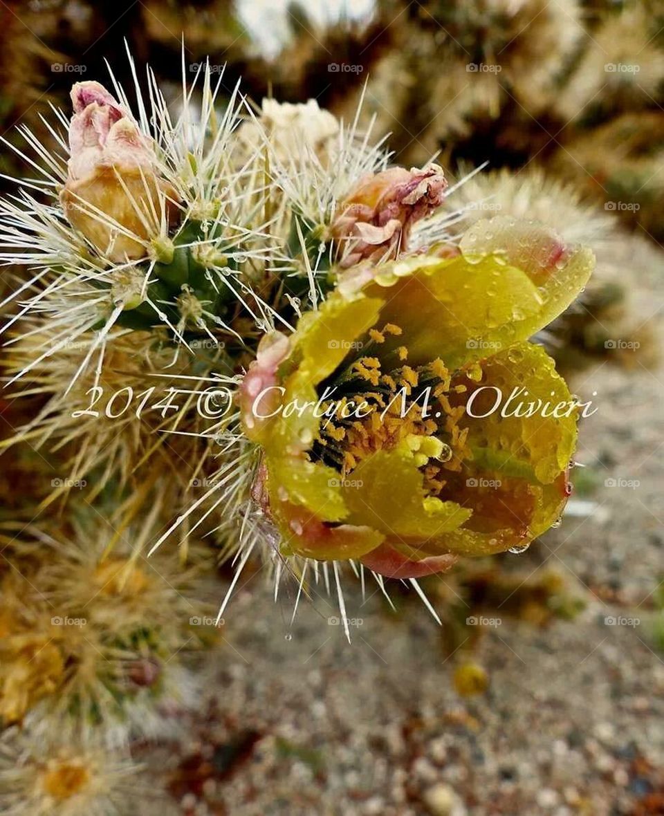 Cactus glower