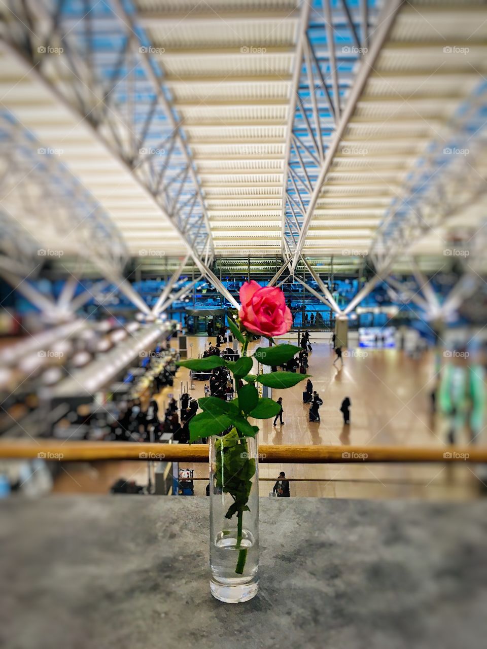 Red rose in Airport 