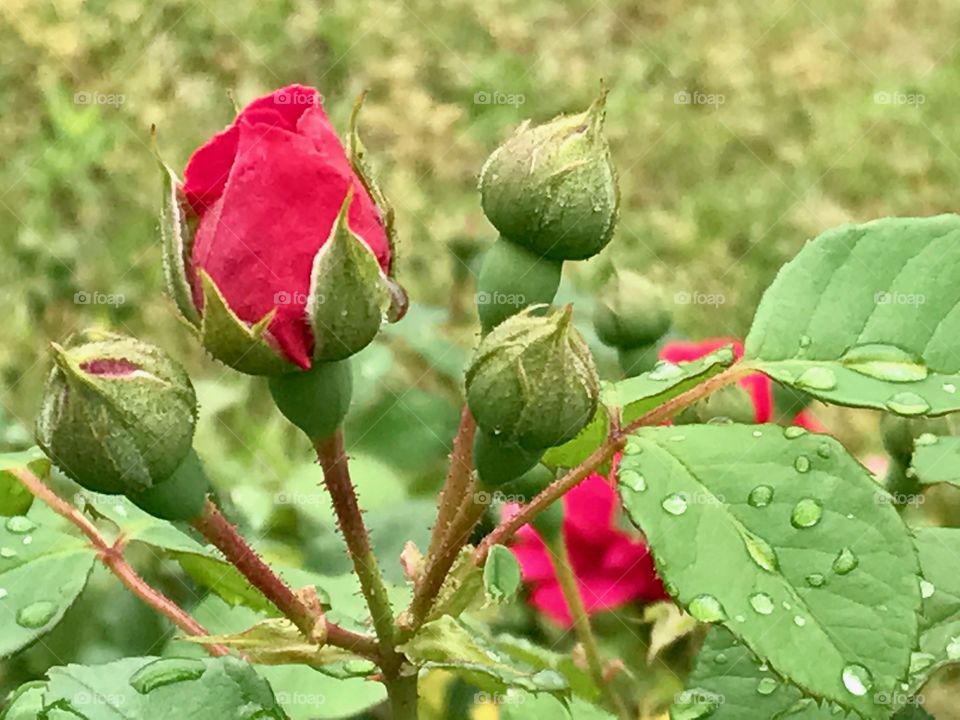Rosebuds