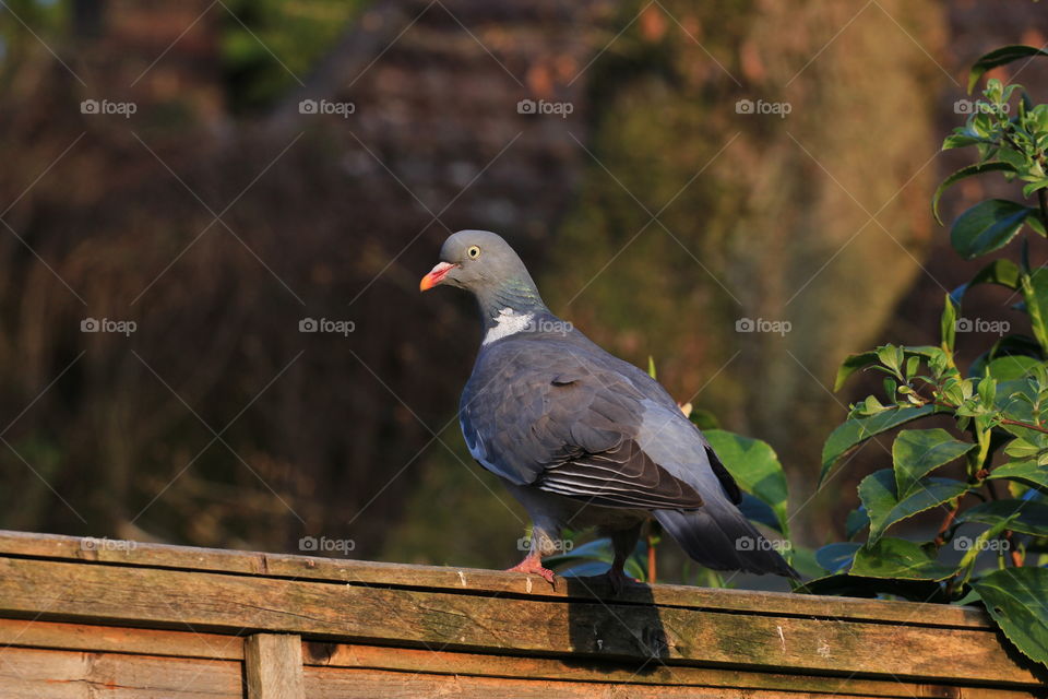 Pigeon