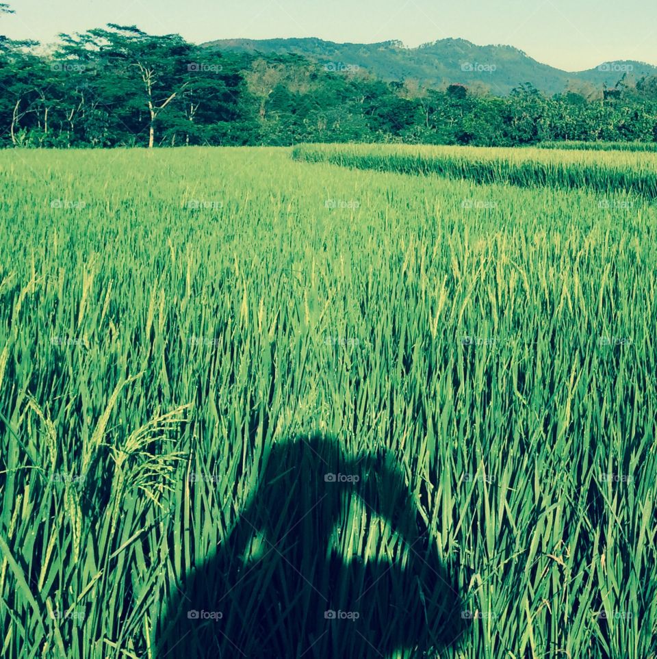 ranum dan hijaunya padi yang sangat indah