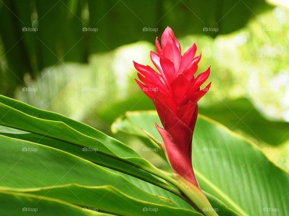 Budding flower in bloom