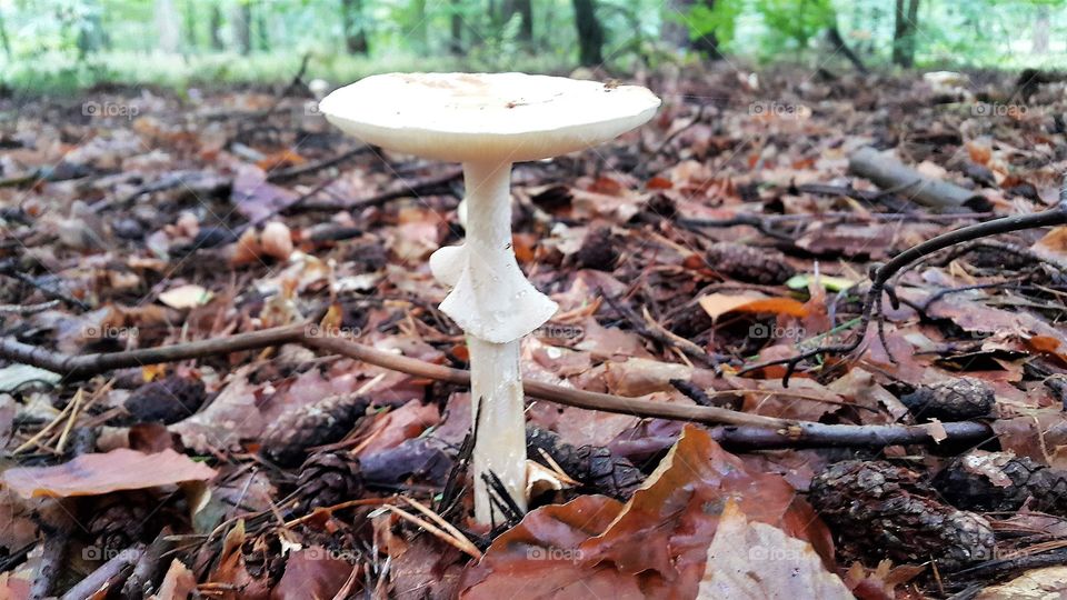 Forest mushroom