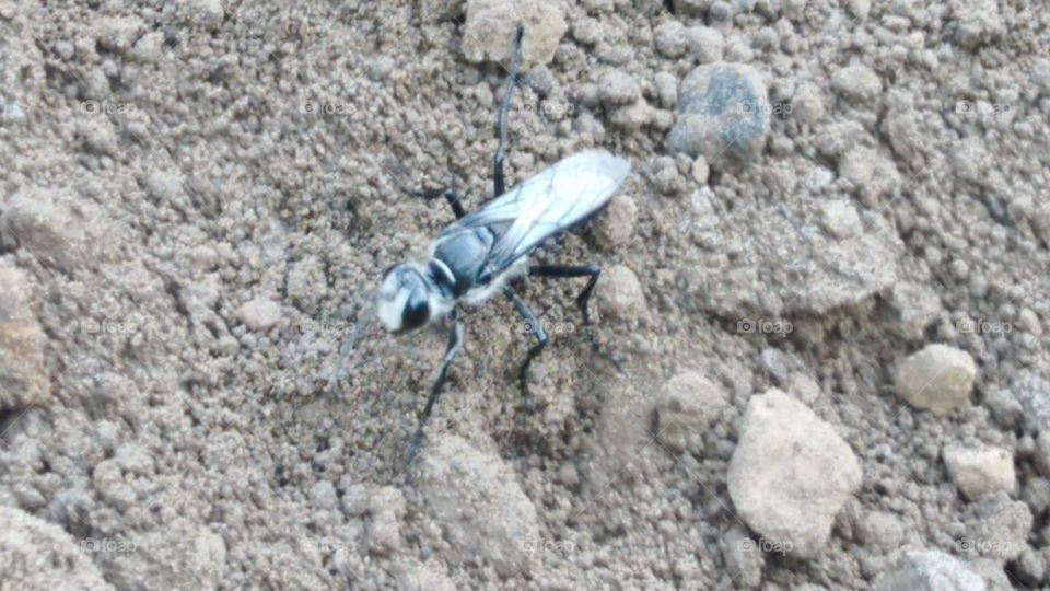 white-headed wasp