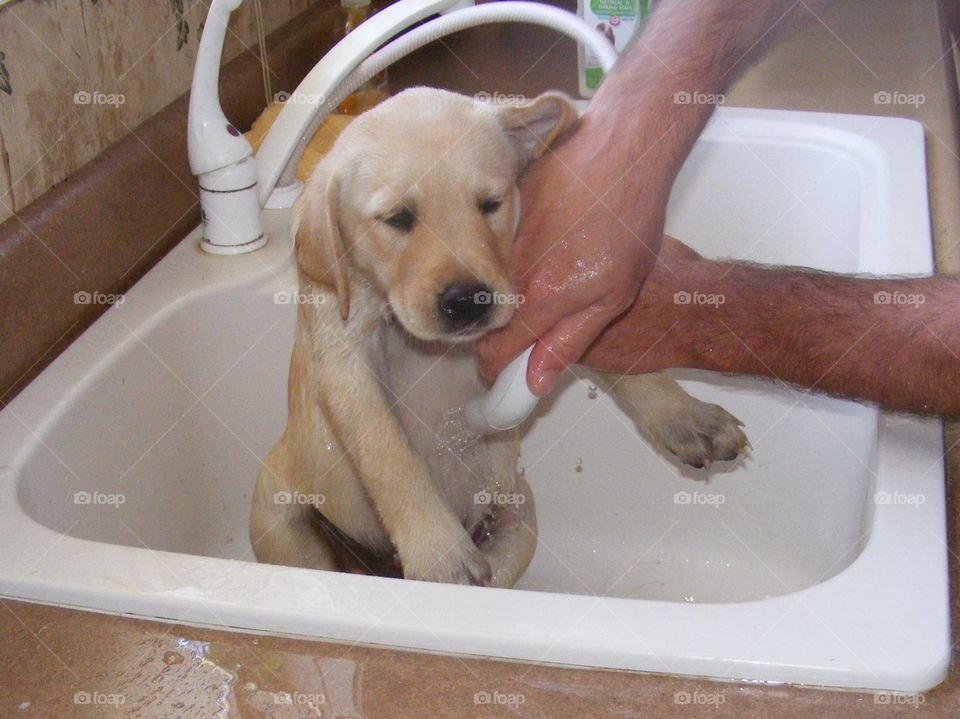 Puppy getting a bath