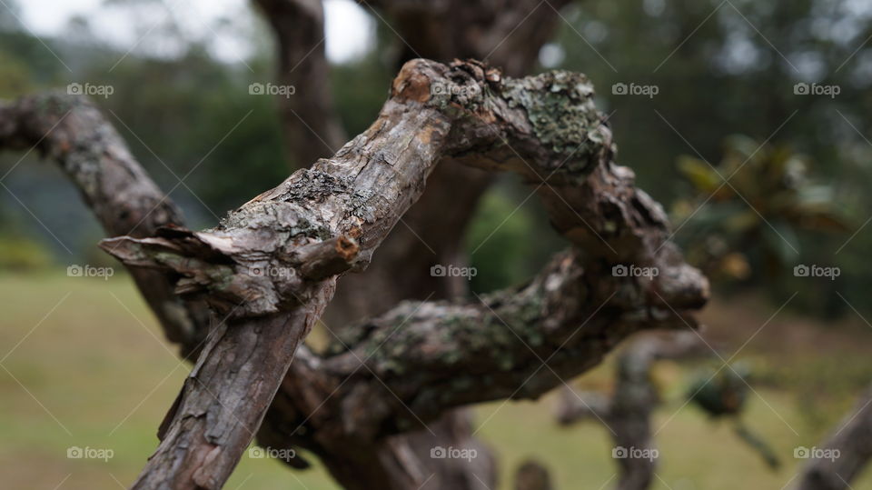 Curvy Branch