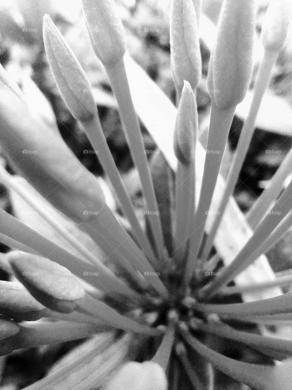 Planta con flores. De pétalos fuertes ramas gruesas.