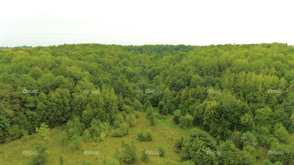 Forest from above 