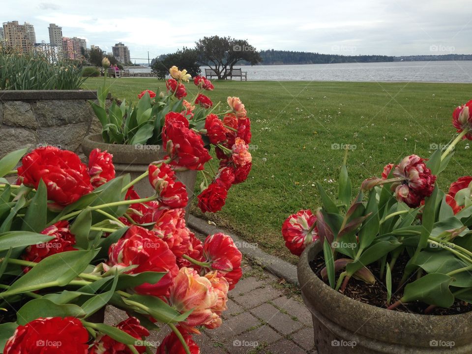 Tulips by the ocean