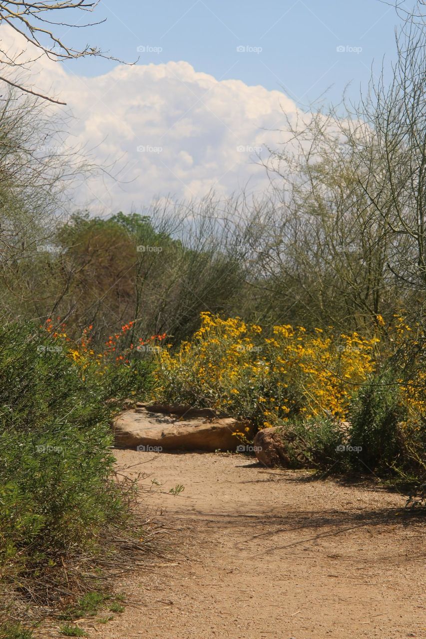 Desert Trail in Spring