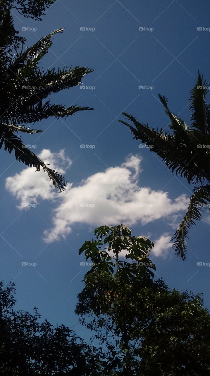 NATURE, FLOWER, GARDEN, PLANT