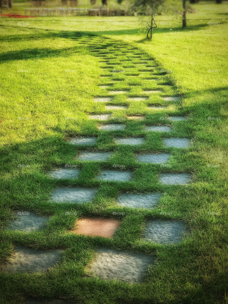 A perfect path through a natural green carpet; just to follow your way and go for your dreams! Enjoy.