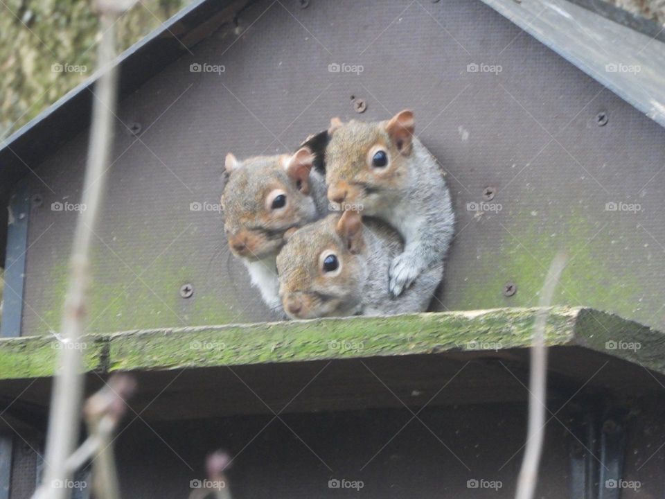 A family of squirrels in a box