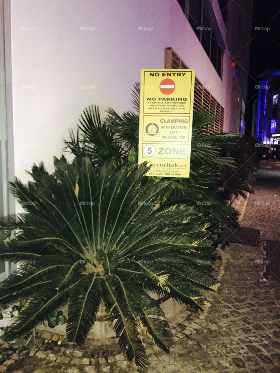 Palms-green-pots-plants