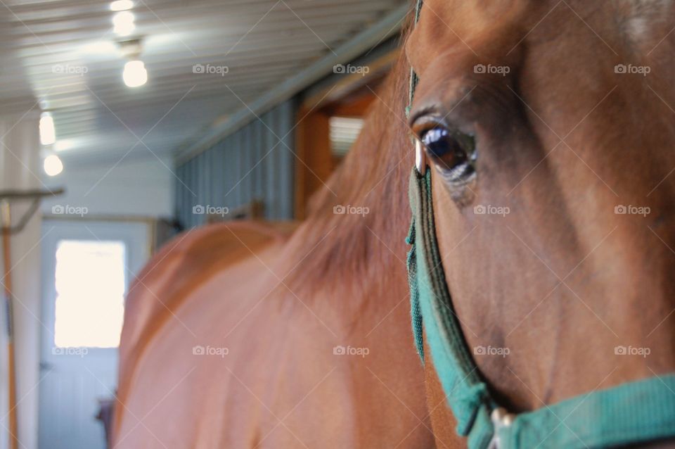 Close-up of horse