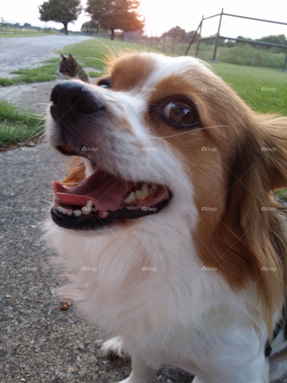 Smiling Papillion