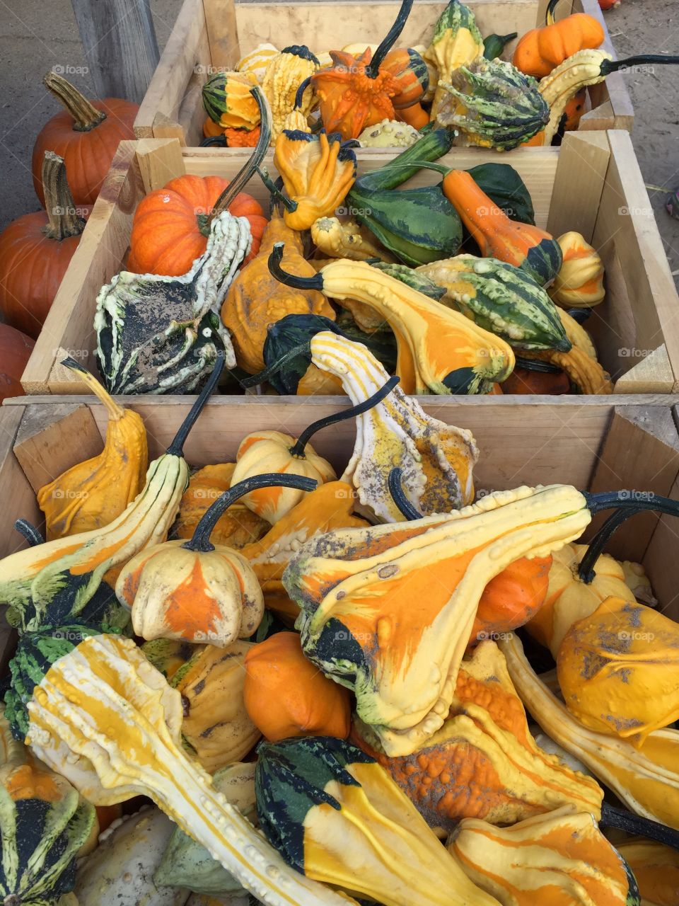 Rows of Gourds
