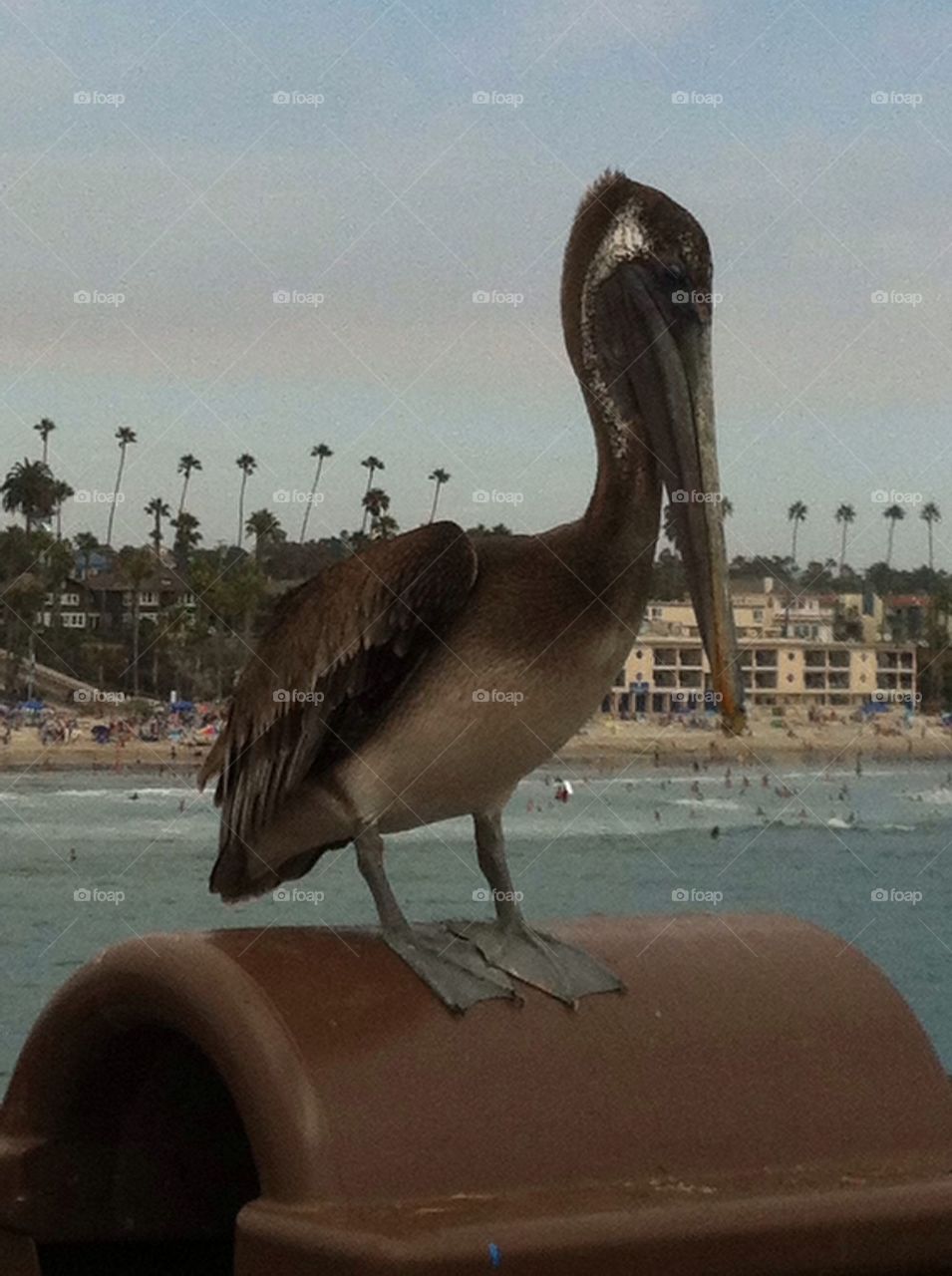 Pelican ?