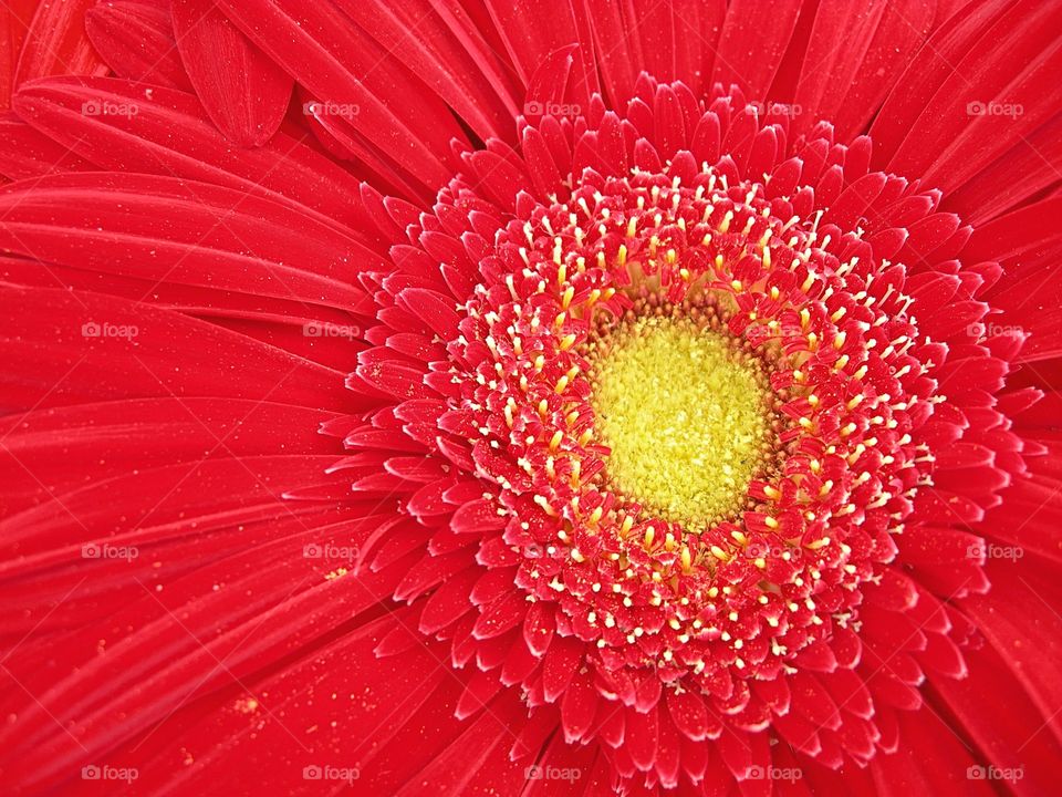 close up of red flower plant in a pot