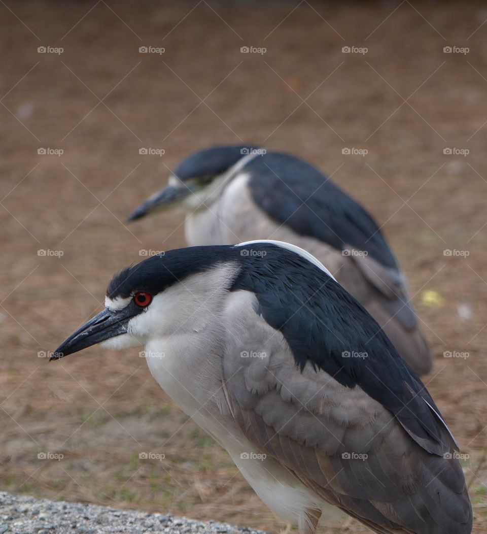 Night heron and his shadow