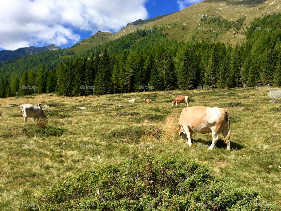 cows grazing in high mountains