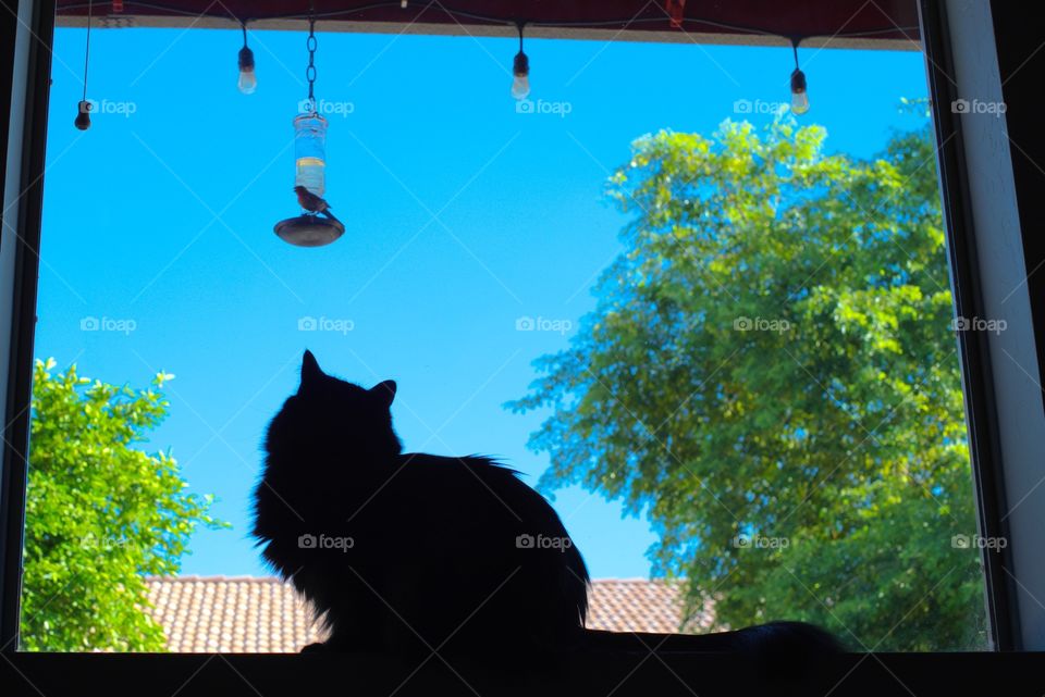 Cat watching a bird