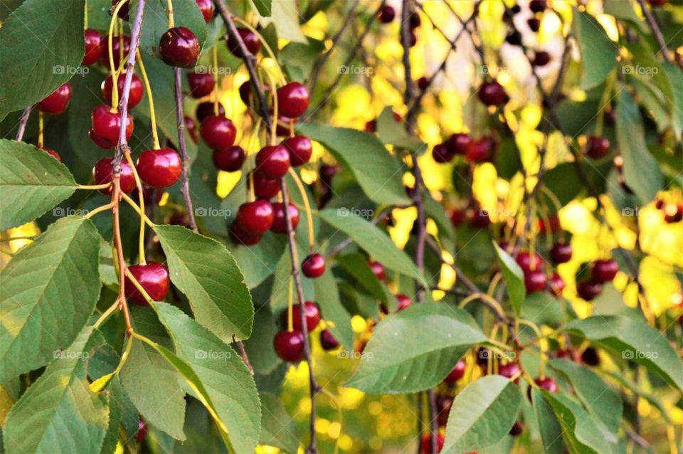 cherry tree