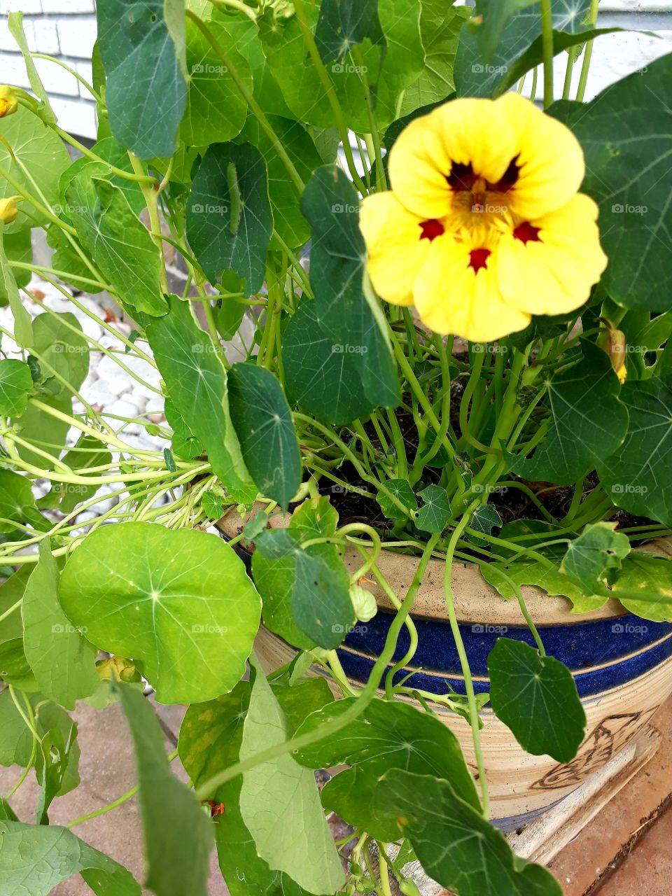 nasturtium