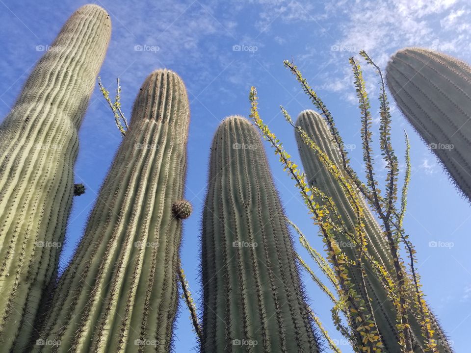 Saguaro Family