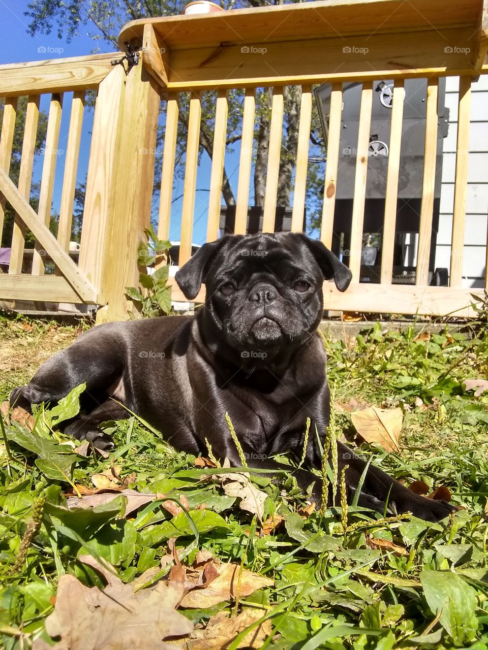 Pug