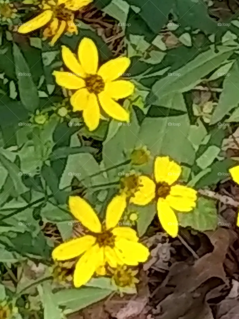flowers