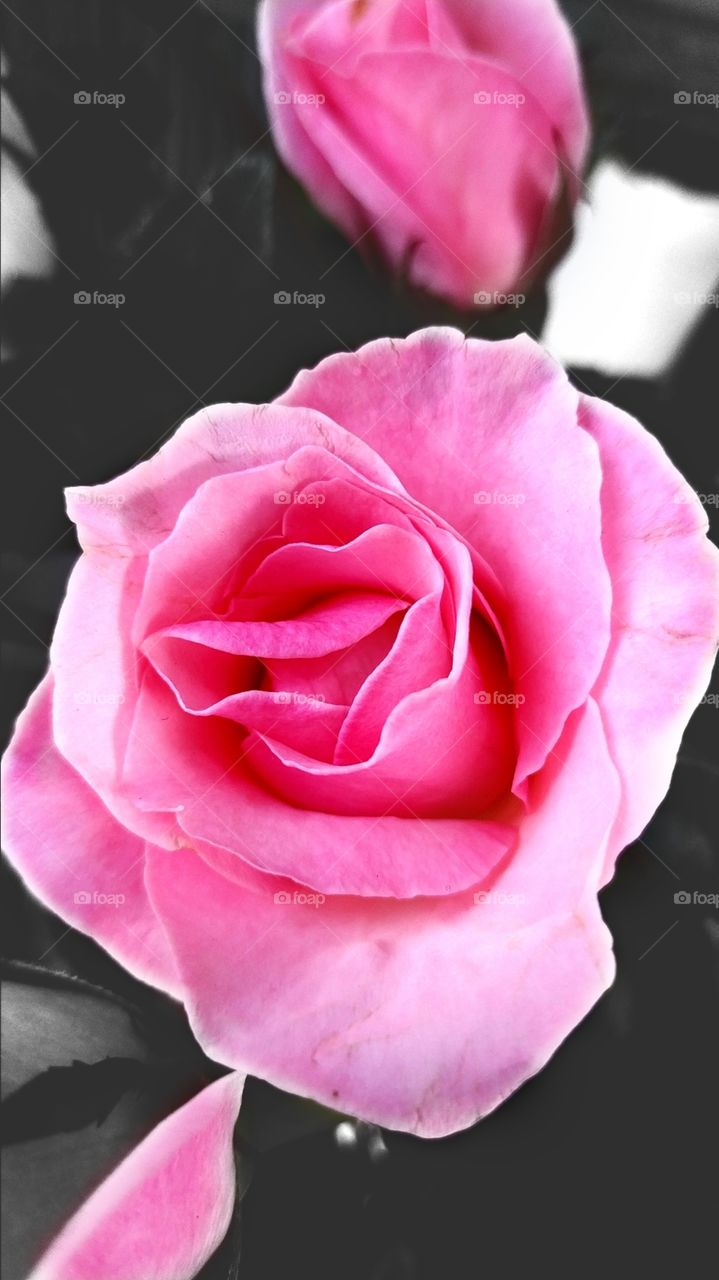 Pink rose and the darkness