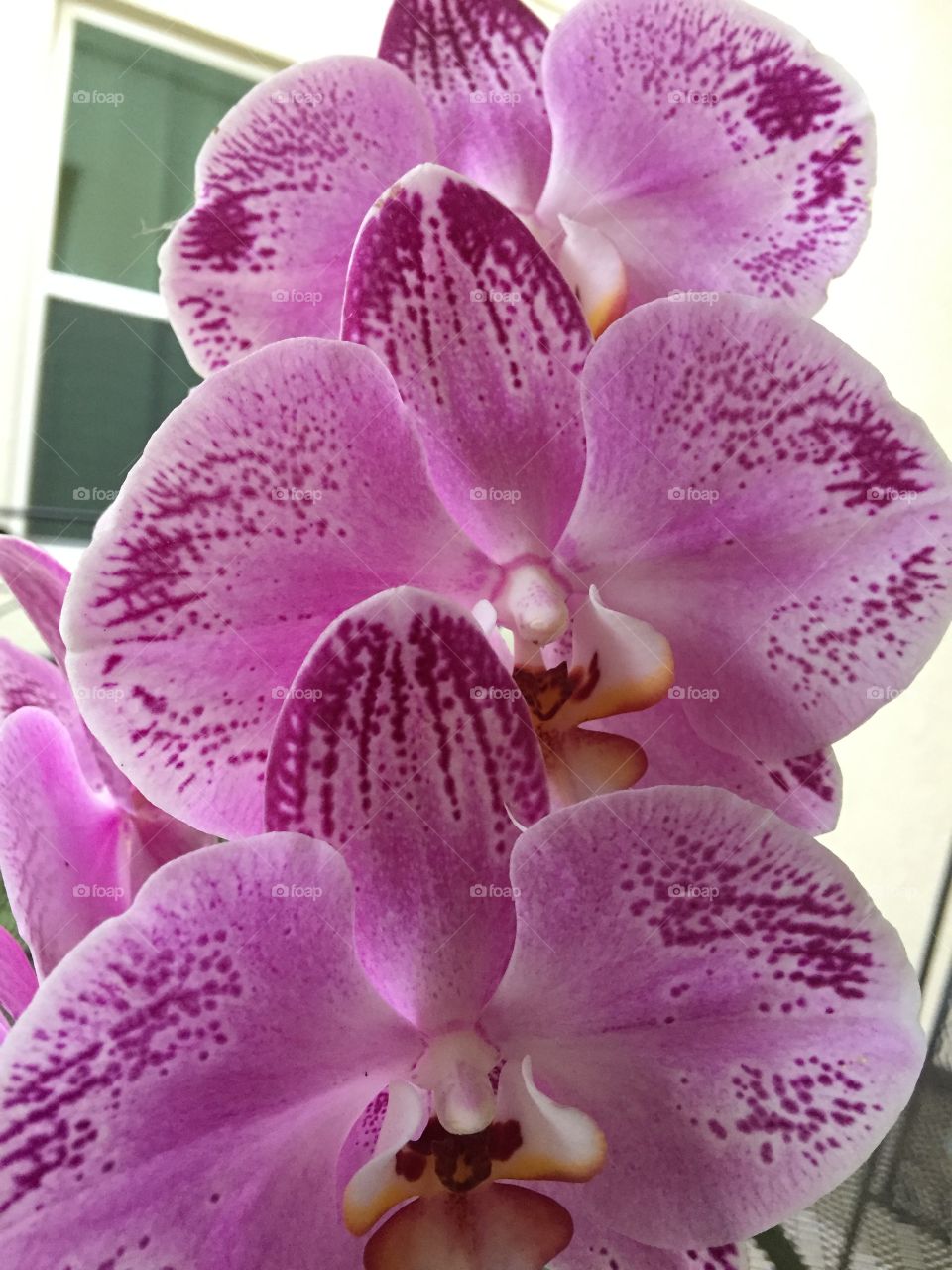 Orchids 