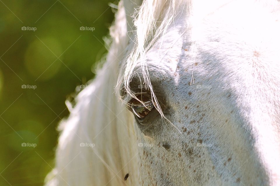 Horse eye