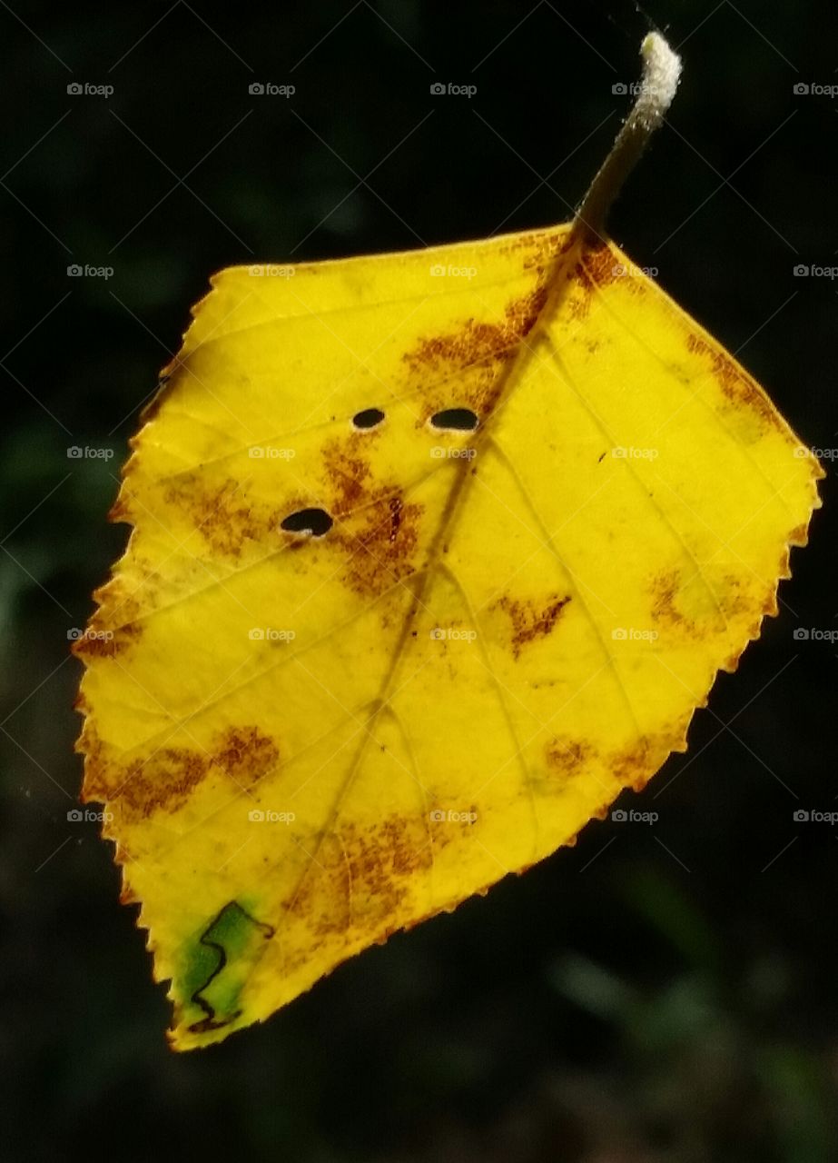 falling leaf