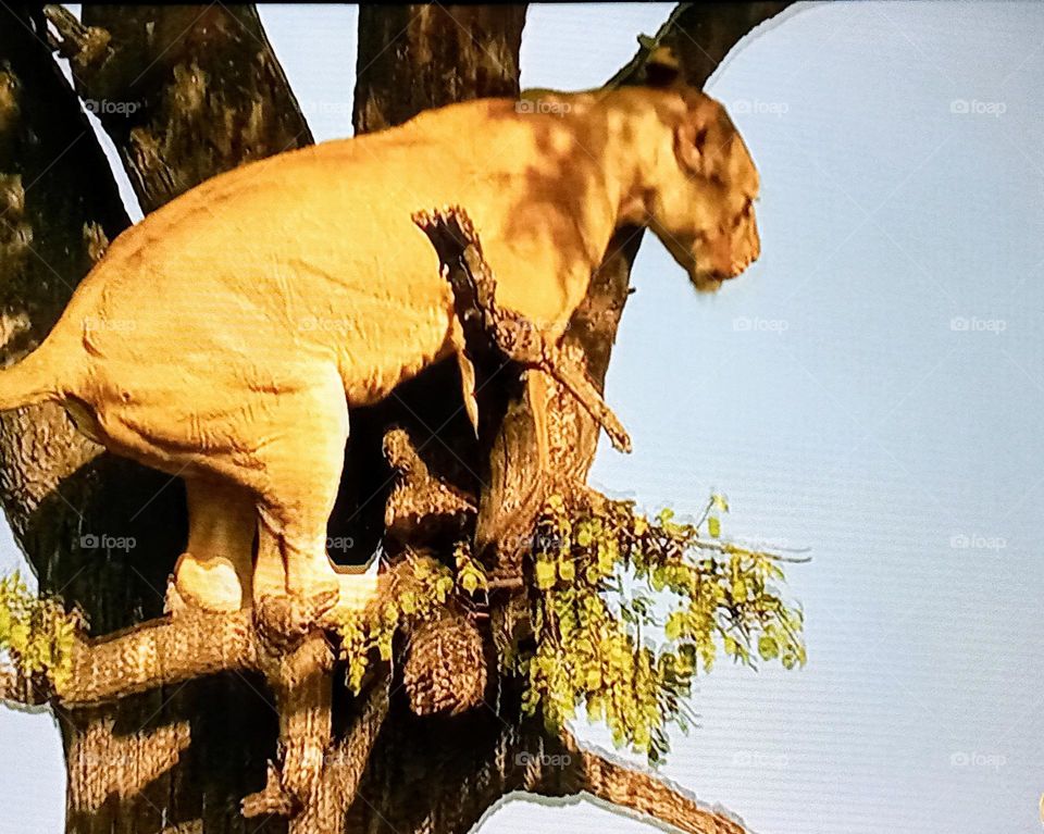 à lion on tree branch