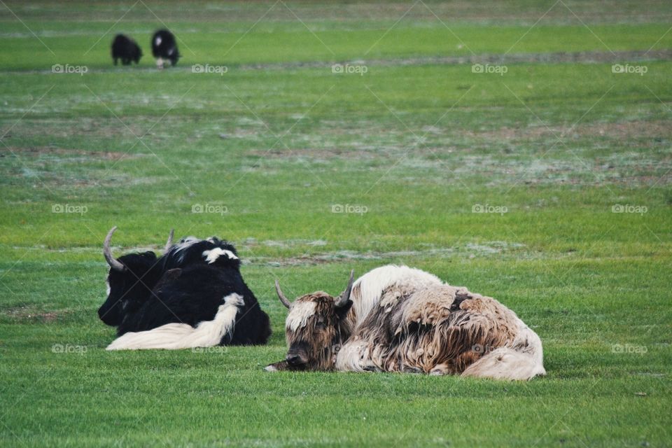 Yaks. Mongolia 2018