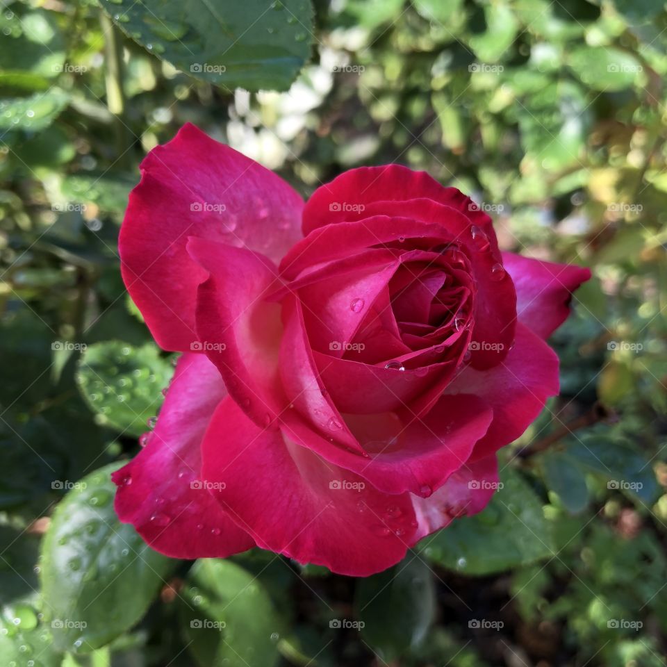 Drops on the rose 