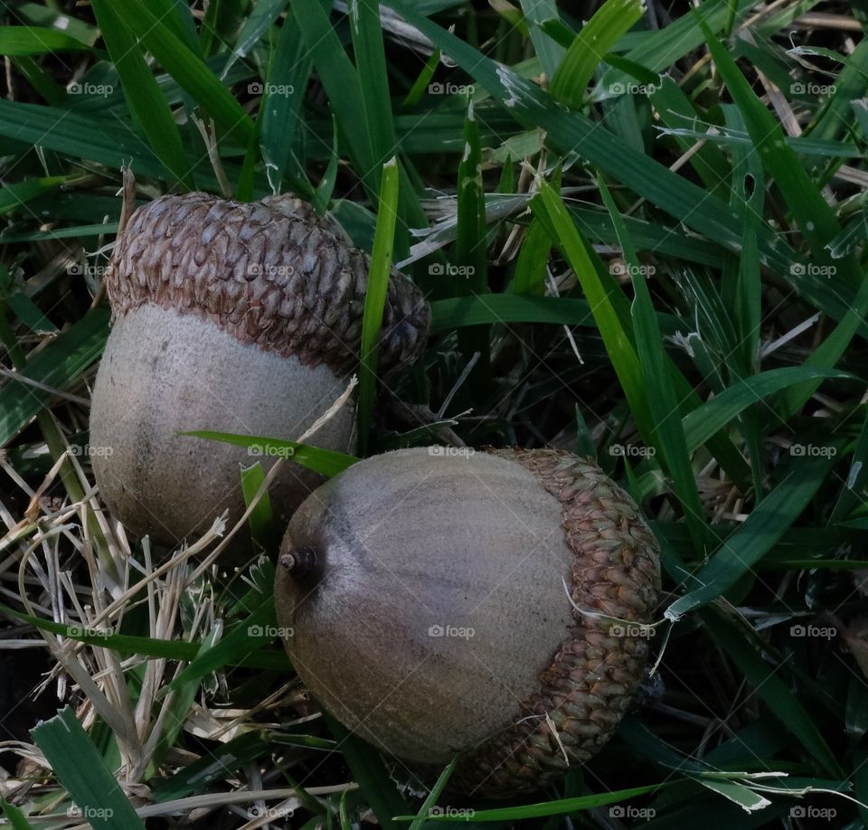 Acorn time of year