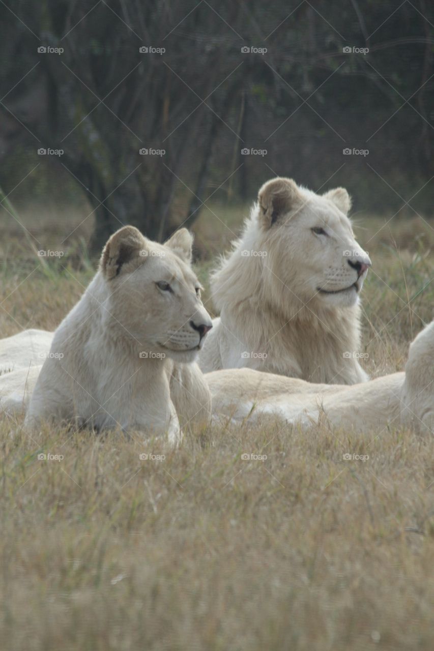 White lions