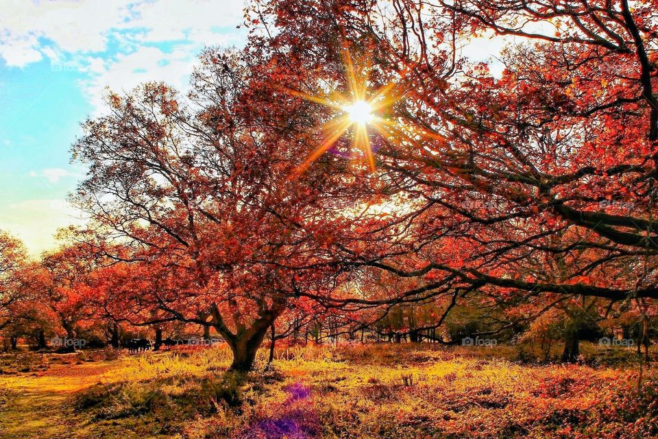 Image of a sunlit wooded meadow with vivid autumn colours and a starburst of sun shining through glowing red leaves