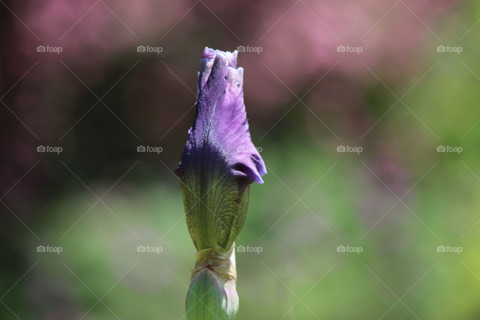 The moment before an iris unfurls, the beauty is breathtaking.