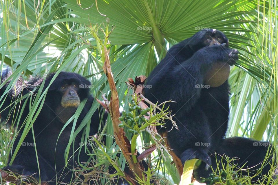 Howler Monkeys