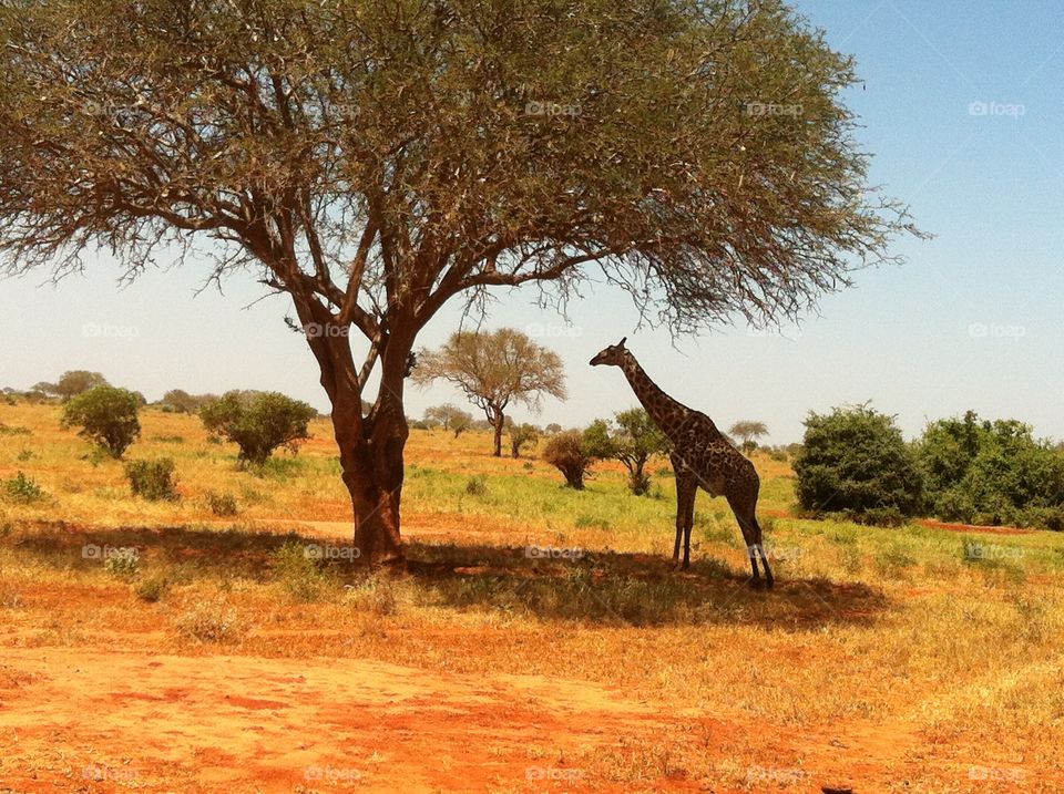 Giraffe in Africa. Giraffe in Tsavo West National Park Kenya